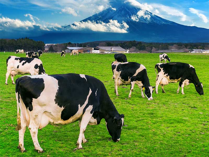 Funeral Cow Cash Plan