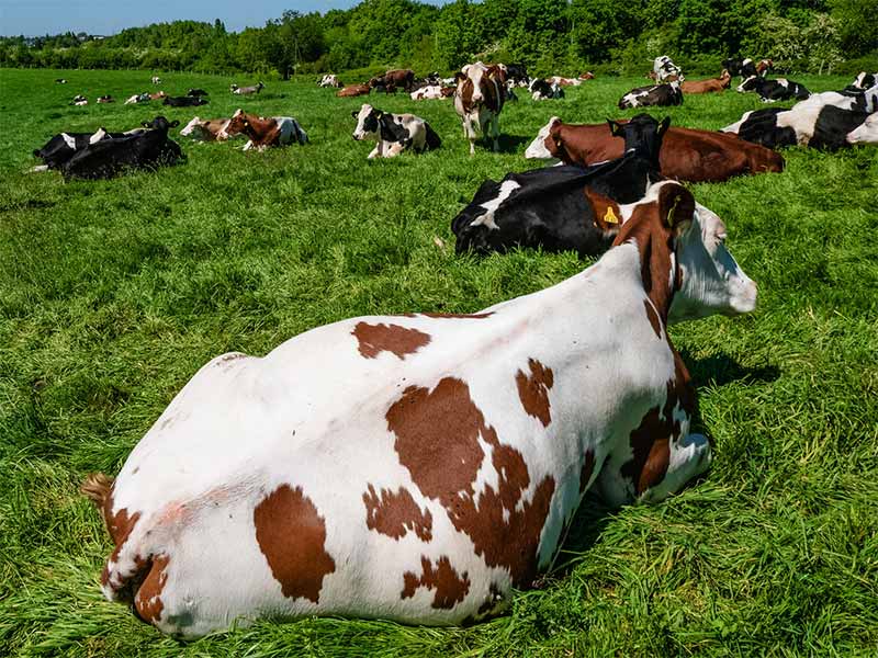 Funeral Cow Cash Plan