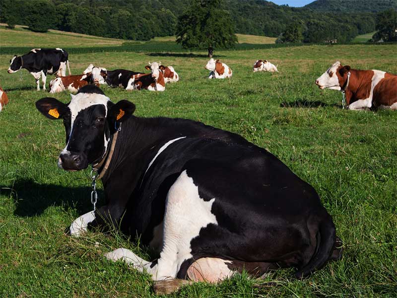 Funeral Cow Cash Plan